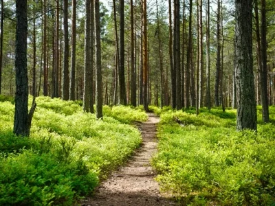 sentiero forestale