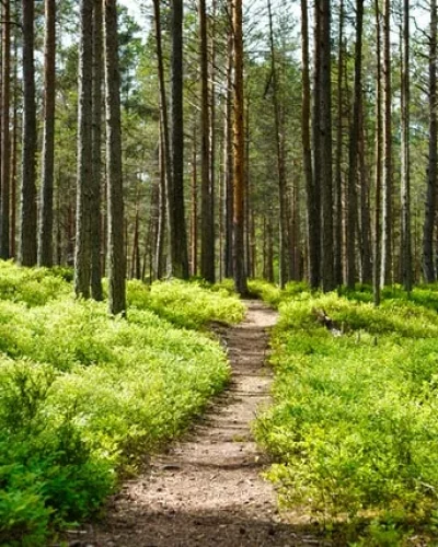 sentiero forestale